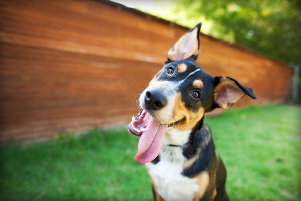 allowing-pets-in-your-airbnb-pros-and-cons